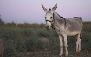 Agriturismo Masseria Galatea