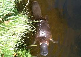 Truffle Lodge Dinner Bed Breakfast