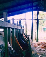 Tapir Lodge