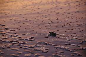 Casa Margarita Hotel And Paradise