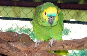 Eden Self Catering Chalets