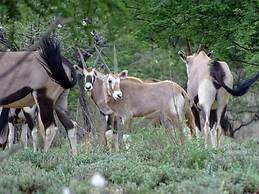 Eden Self Catering Chalets