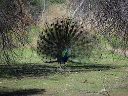 Eden Self Catering Chalets