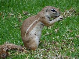 Eden Self Catering Chalets