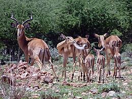 Eden Self Catering Chalets