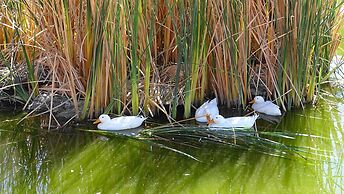 Eden Self Catering Chalets