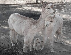 Eden Self Catering Chalets