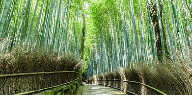 MIMARU KYOTO NIJO CASTLE