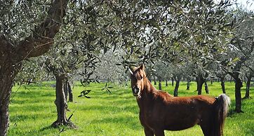 Villa Flora Baia degli Ulivi