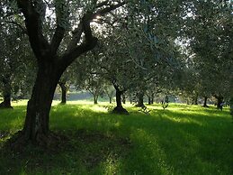 Olive Tree Hill
