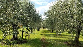 Olive Tree Hill