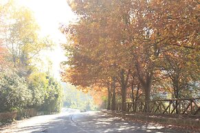Olive Tree Hill