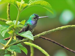 El Tesoro de Sir Hotel