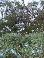 Nehansa Resort and Safari