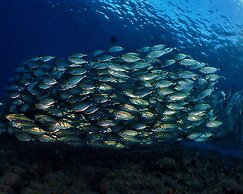 Bali Apnea Club - Hostel