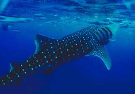 Seascape Resort Oslob