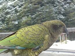 Arthur's Pass Alpine Motel