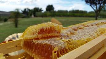 I Sicomori - Seme di Carota - Glamping e appartamenti con piscina a Sa