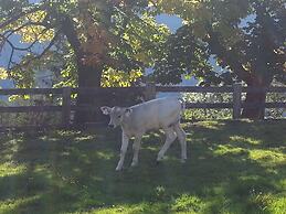 Appartments Zinner-Pale