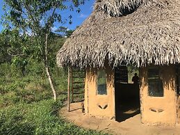 Ayahuaska