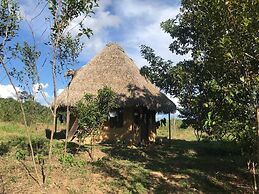 Ayahuaska