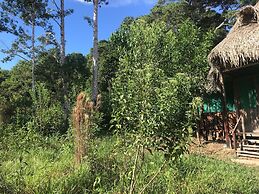Ayahuaska