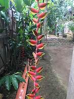 Ayahuaska