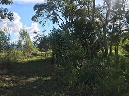 Ayahuaska