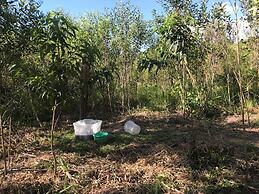 Ayahuaska