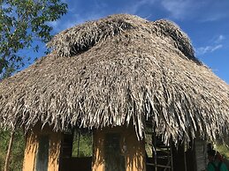 Ayahuaska