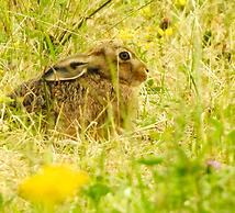 Norfolk Accommodation - mYminiBreak