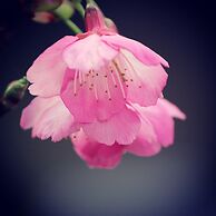 Pousada Refúgio Mantiqueira