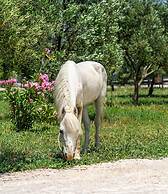 Simlarda Country Club Ayvalik