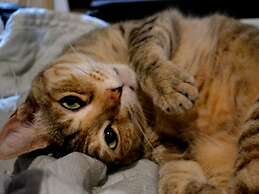 Kyoto Shirakawa Kiraku Inn - Hostel