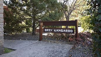 Grey Kangaroo- On Lake Jindabyne foreshore