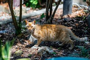 Taitung Feng Lin Resort Hotel