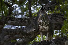 Funky Leopard Safari Lodge Bordering Yala National Park - Hostel