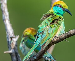 Funky Leopard Safari Lodge Bordering Yala National Park - Hostel