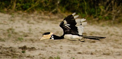 Funky Leopard Safari Lodge Bordering Yala National Park - Hostel