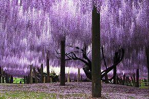 Kamenoi Hotel Genkainada