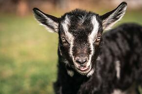 Maraias Luxury Suites & Apartments