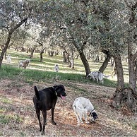 Setter House Agri Hotel