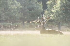 Traditional Home in Kew Gardens