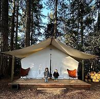 Mendocino Grove