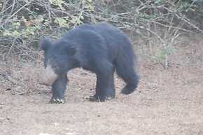 L.L.Tourist Inn & Safari jeeps