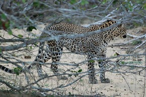 L.L.Tourist Inn & Safari jeeps