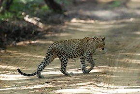 L.L.Tourist Inn & Safari jeeps