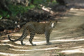 L.L.Tourist Inn & Safari jeeps