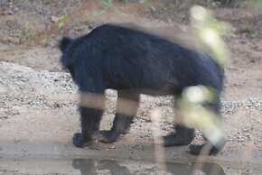 L.L.Tourist Inn & Safari jeeps