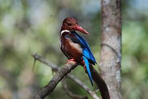 L.L.Tourist Inn & Safari jeeps